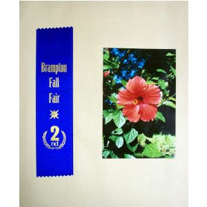 2nd place, three different flowers, 1990